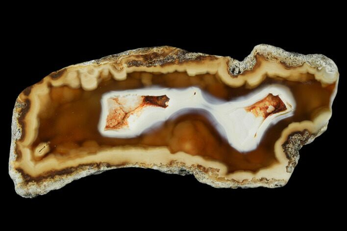 Agatized Fossil Coral Geode - Florida #188182